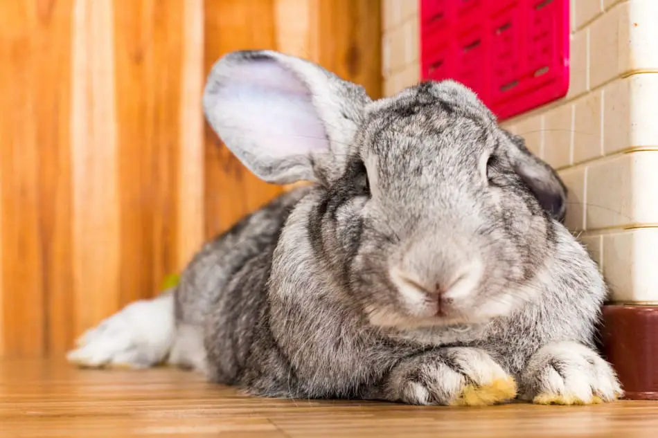 flemish giant rabbit