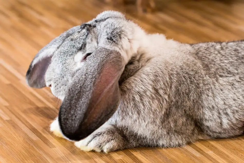 flemish giant rabbit
