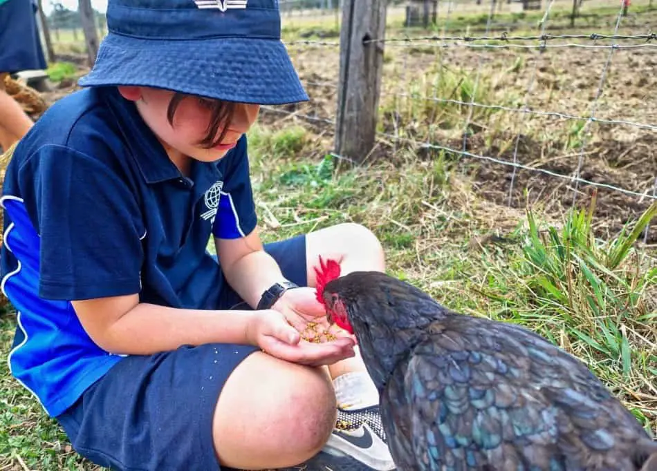 vivre à côté de poules