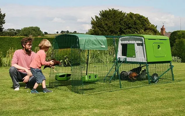 What to feed chickens naturally?