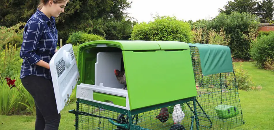 Eglu Cube Backyard chicken coop
