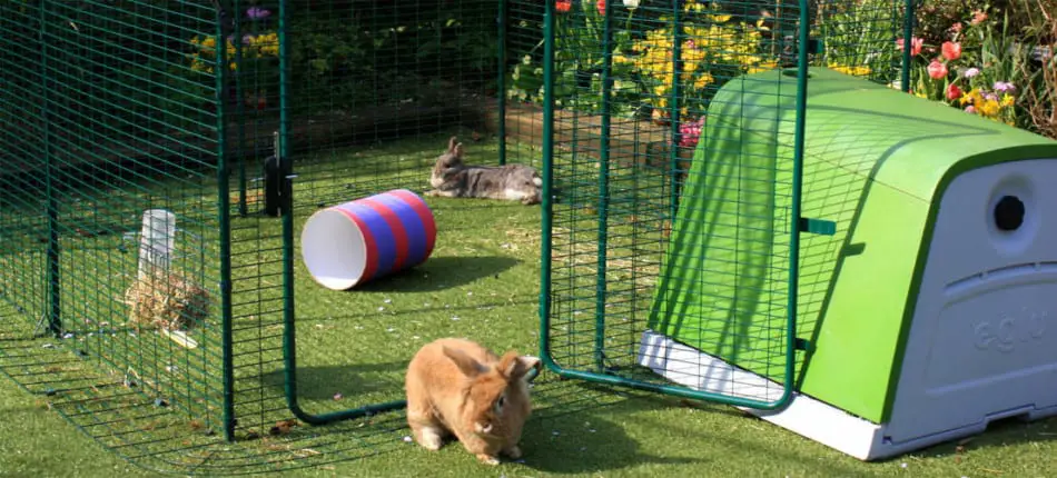 flemish giant rabbit cage ideas