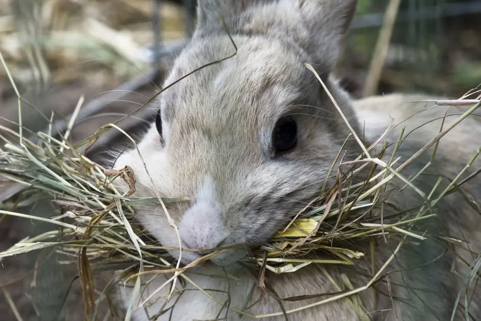 わらを食べるウサギ