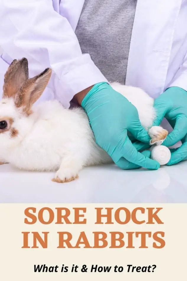 Sore Hock in Rabbits | What is it and how to treat? 1