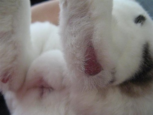 How To Safely Clean Your Rabbit's Feet