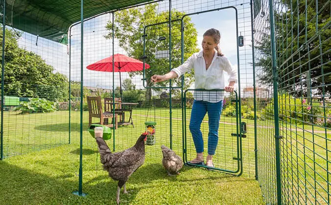 Best Chicken Coop Review - Top 5 chicken coops 2023 8