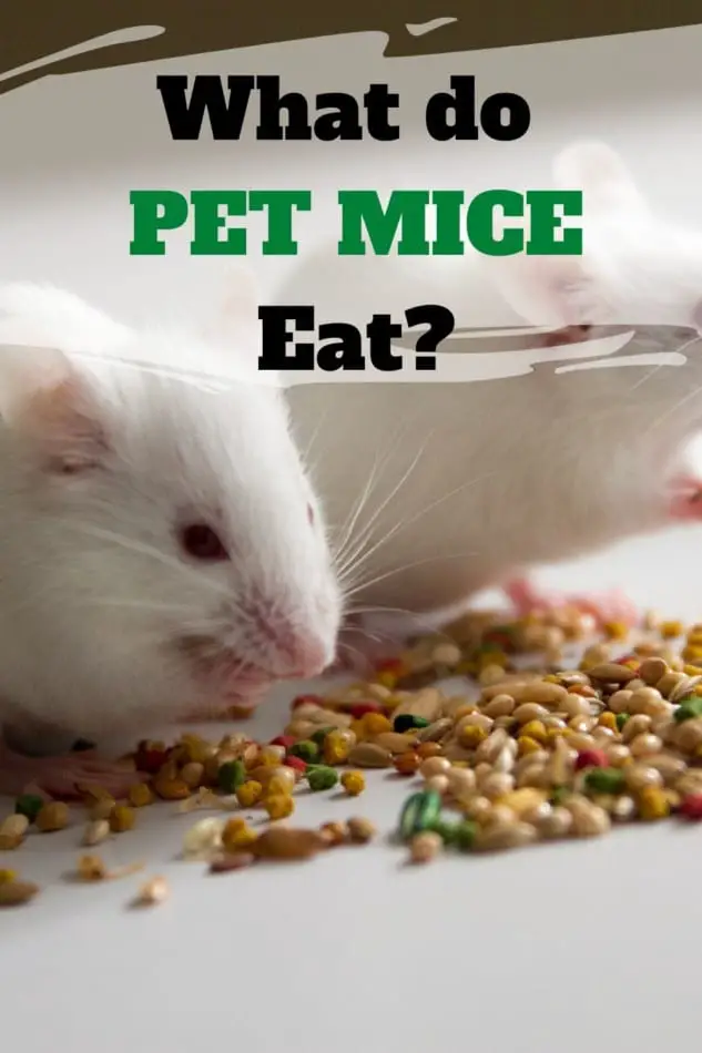 pet mice eating