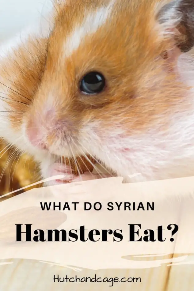 can hamsters eat peaches