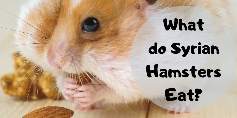 syrian hamster favorite food