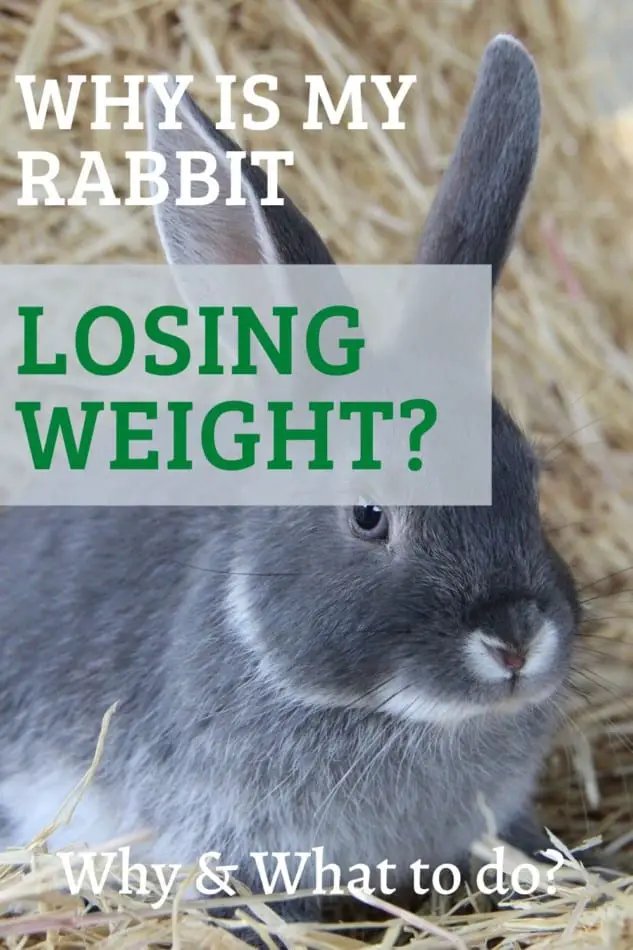 why is my rabbit losing weight