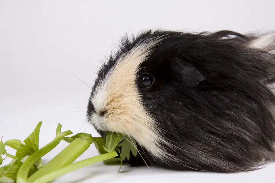 Can guinea pigs eat celery