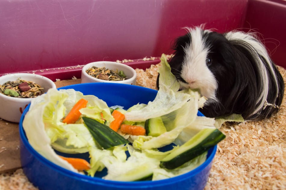 Can guinea pigs eat cucumber