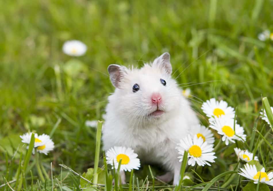 Können Hamster Brot essen? 1