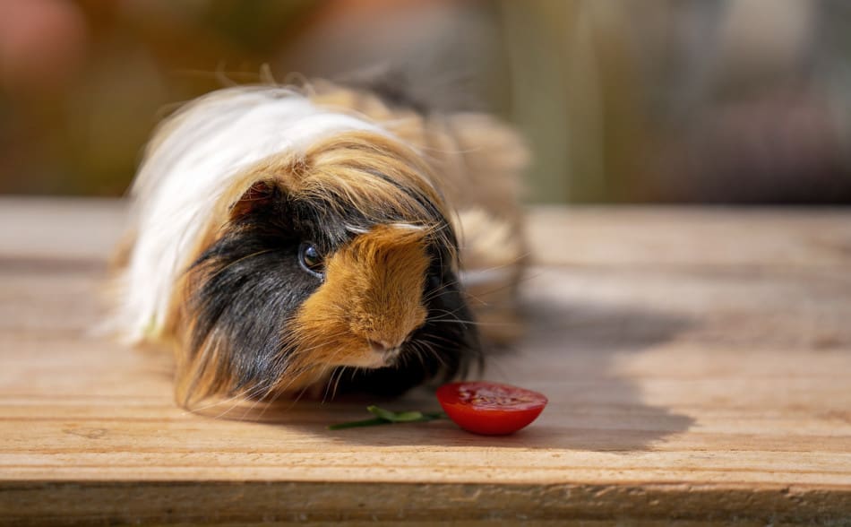 can guinea pigs eat tomatoes