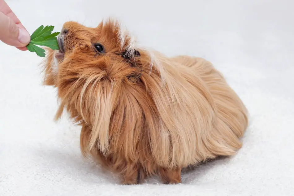 guinea pig shedding