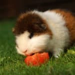 guinea pig eating a tomatoe