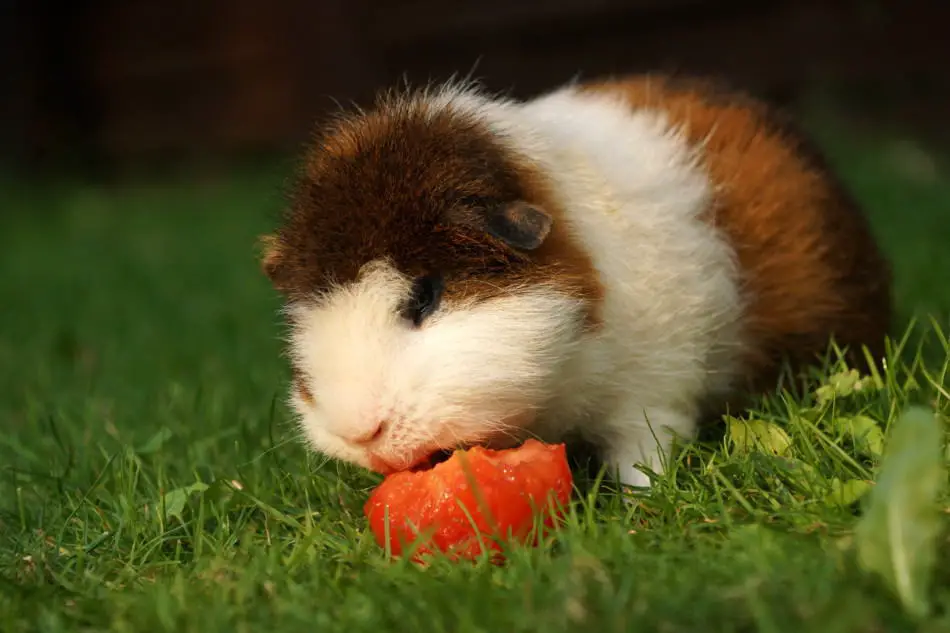 guinea pig eating a tomatoe