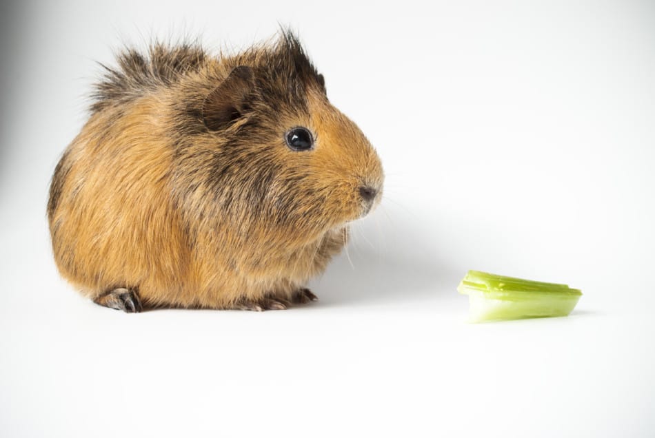 Can guinea pigs eat celery