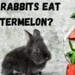 RABBIT AND WATER MELON