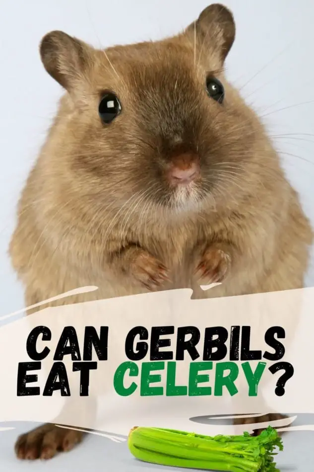 gerbil and celery