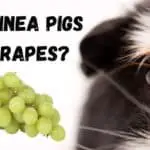 Can Guinea Pigs Eat Grapes_