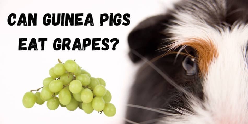 Can Guinea Pigs eat grapes?