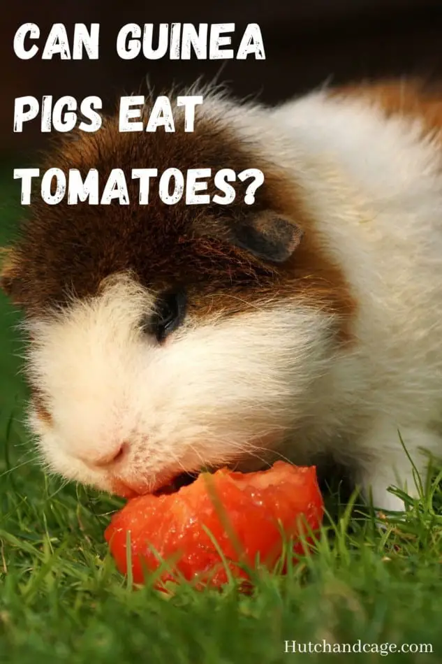 can guinea pigs eat tomatoes