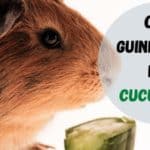 guinea pigs eat cucumber
