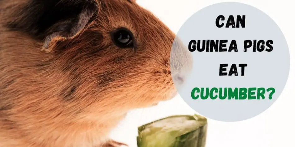 Can guinea pigs eat cucumber?