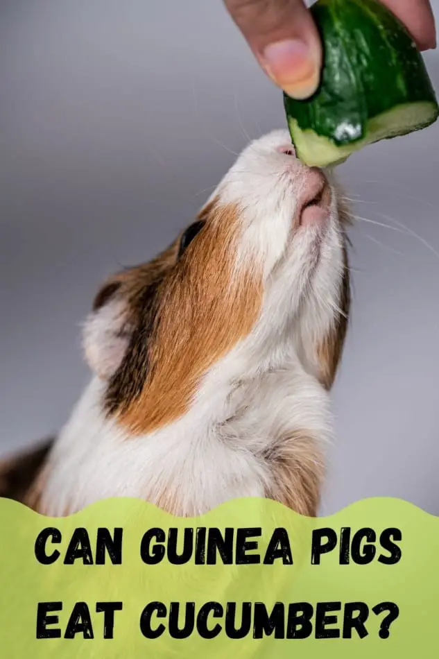 GUINEA PIG EATING CUCUMBER