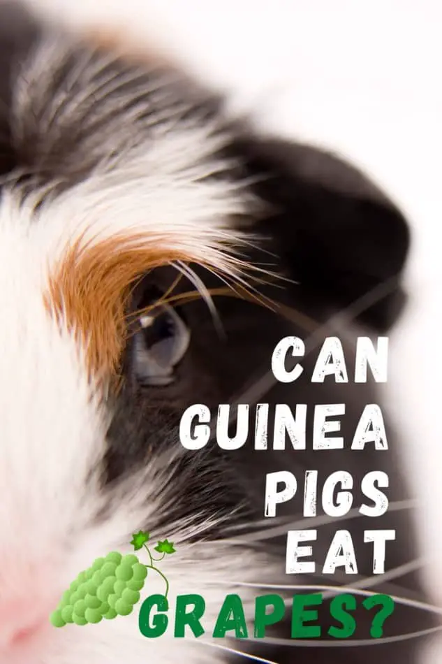 CAN GUINEA PIGS EAT GRAPES