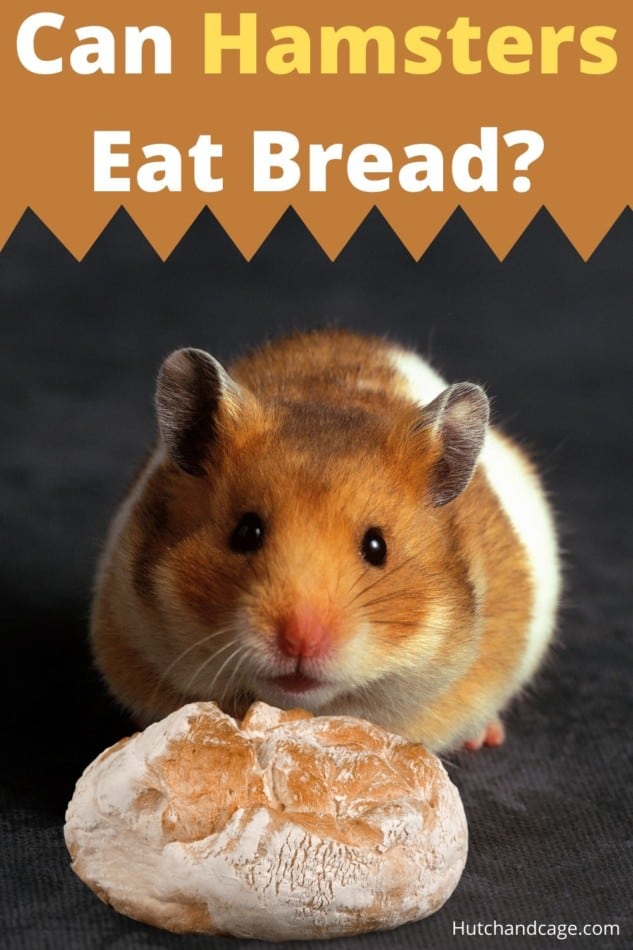 hamster eating bread
