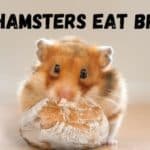 CAN HAMSTERS EAT BREAD