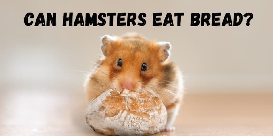 CAN HAMSTERS EAT BREAD