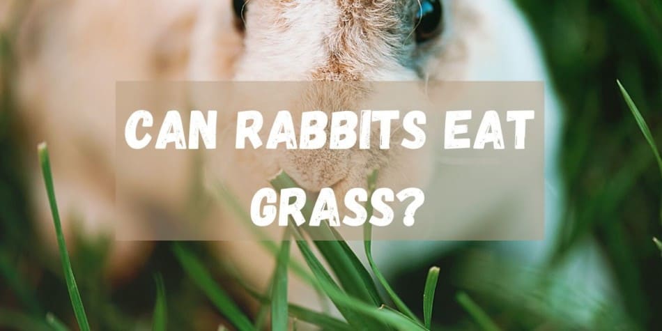 Can Rabbits Eat Grass? Is wet grass ok to feed them!