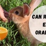 rabbit eating an orange