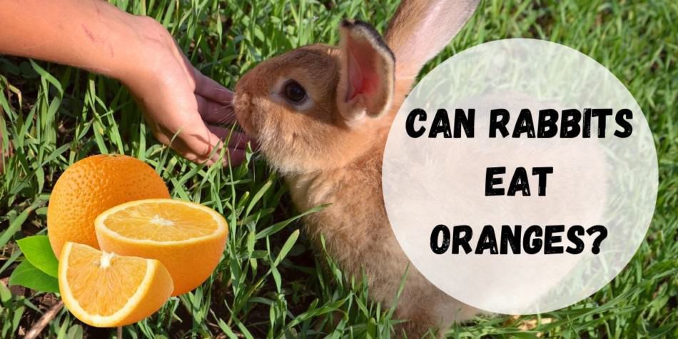rabbit eating an orange