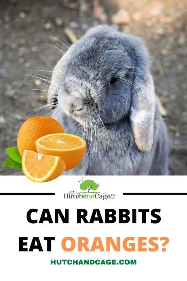 RABBIT EATING AN ORANGE