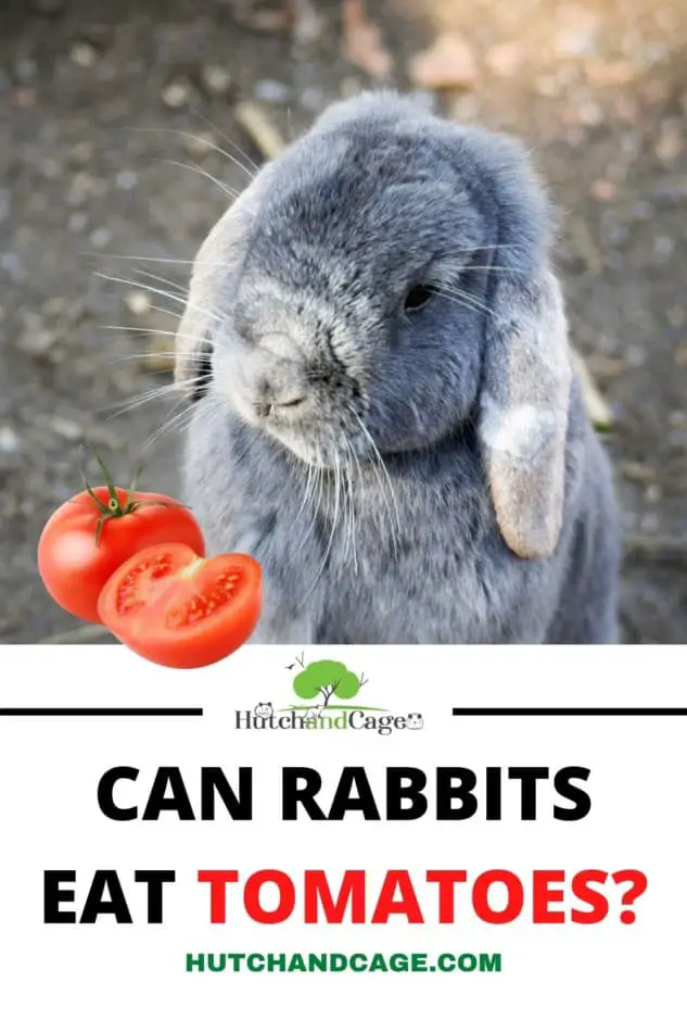 RABBIT EATING A TOMATOE