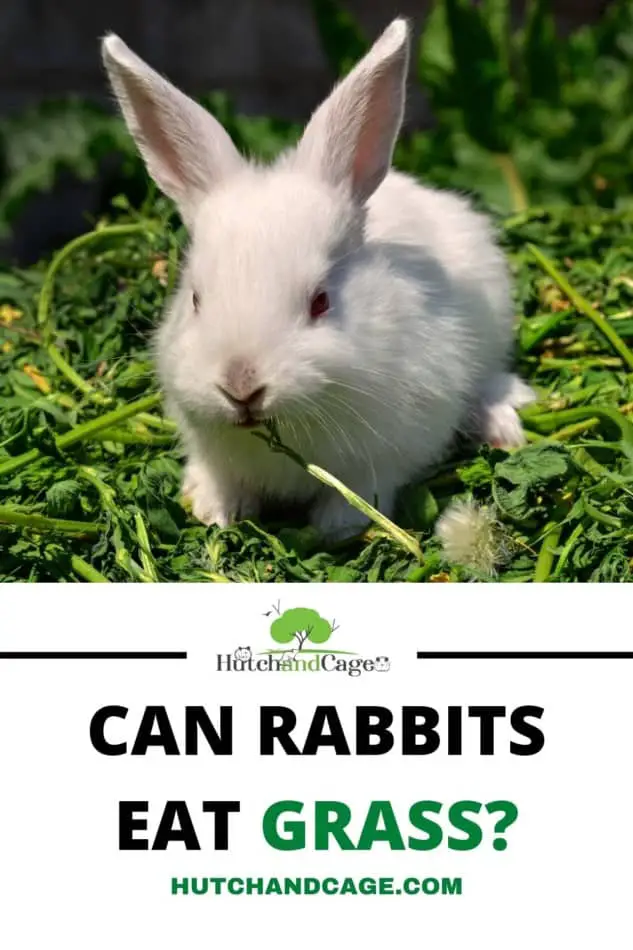 RABBIT EATING GRASS