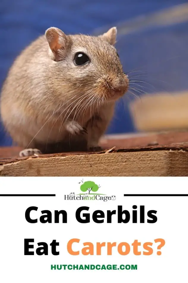 GERBIL EATING A CARROT