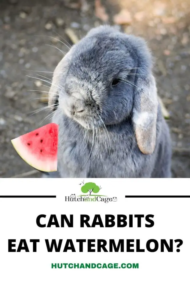 RABBIT WITH WATERMELON