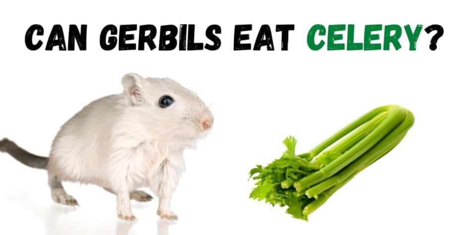 CAN GERBILS EAT CELERY