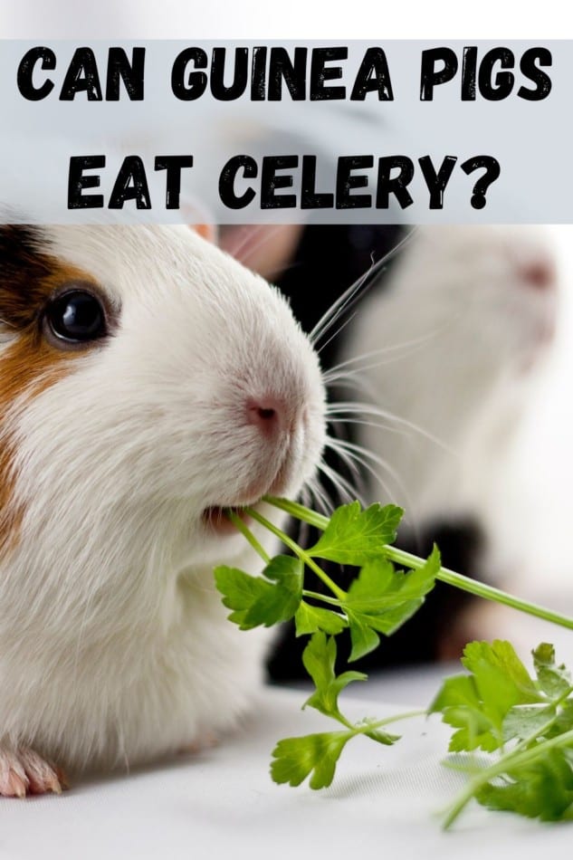 Can guinea pigs eat celery