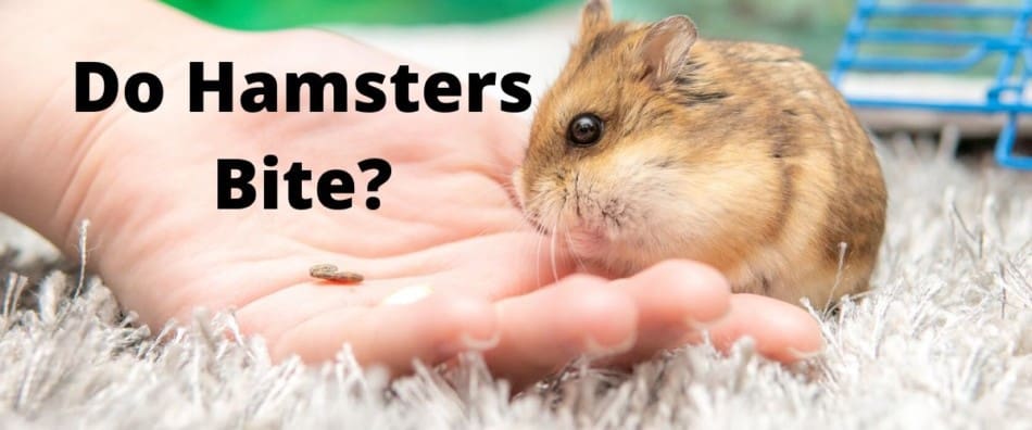 do hamsters bit