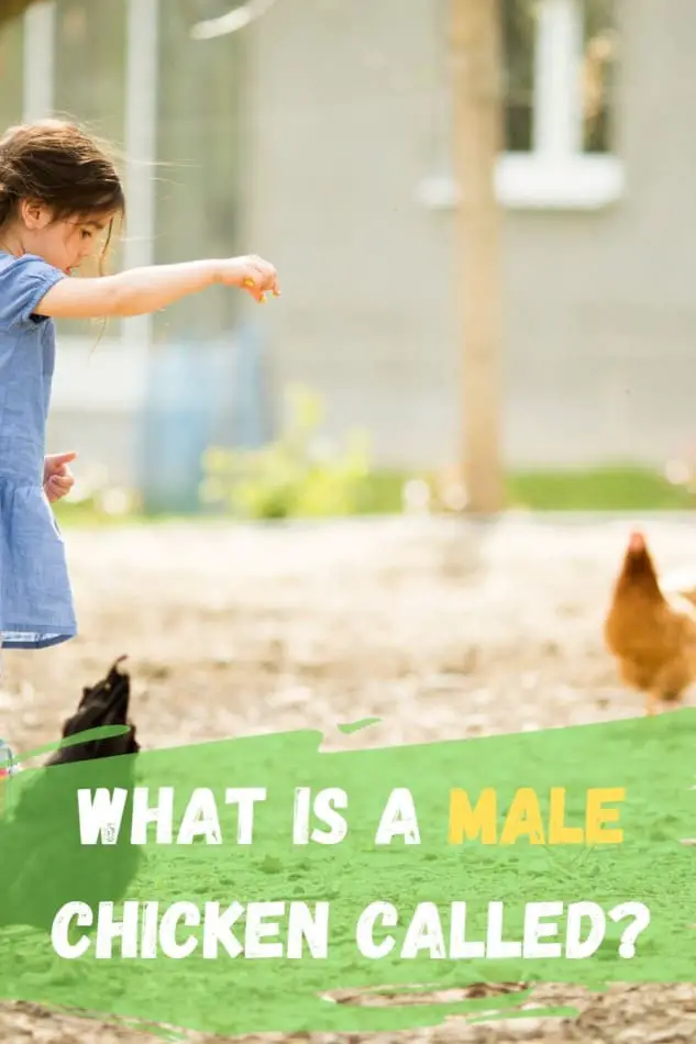 what is a male chicken called?