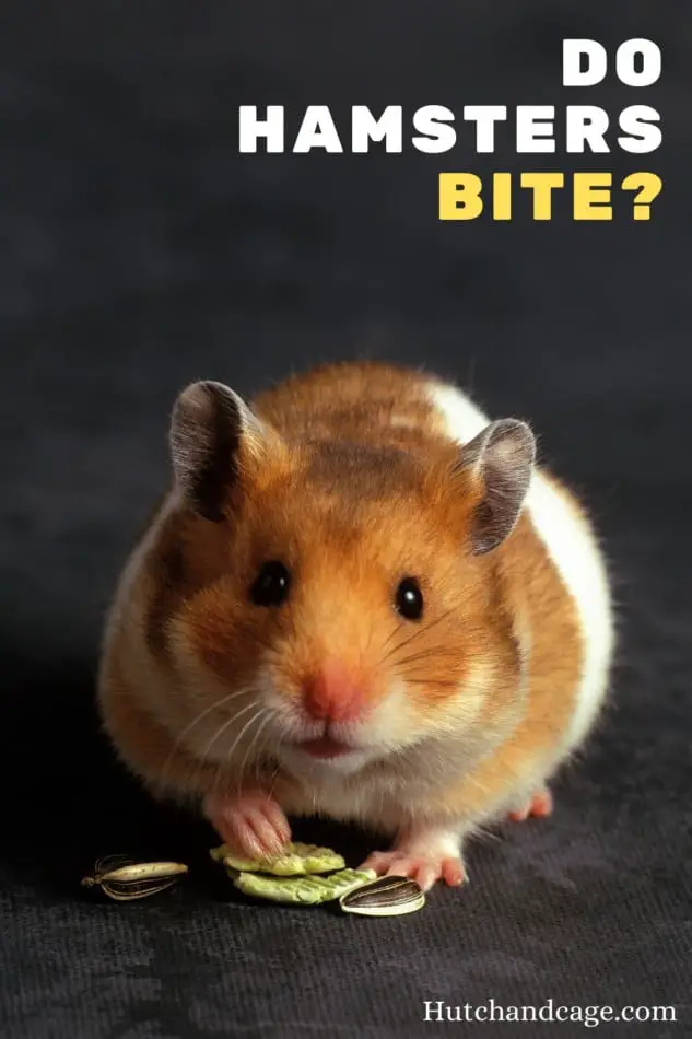 do hamsters bite