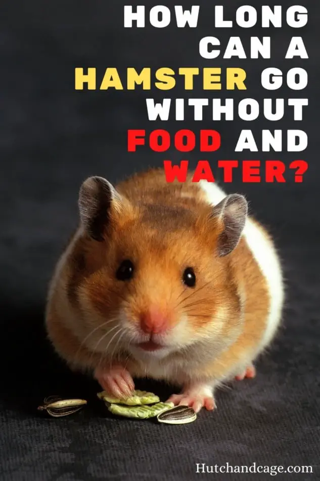 How Long Can A Hamster Go Without Food and Water