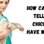 how can you tell if chickens have worms