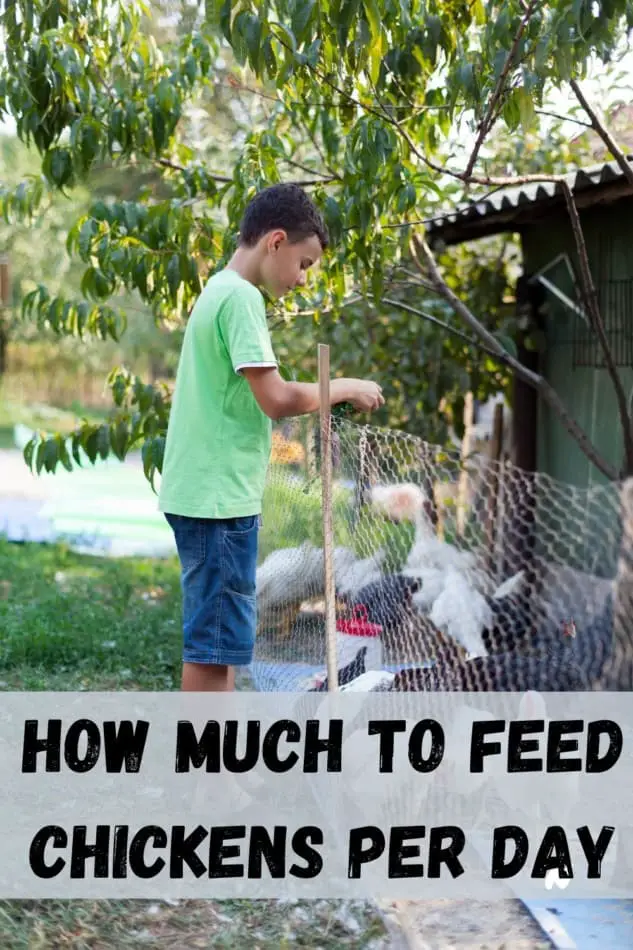 How much to feed chickens per day